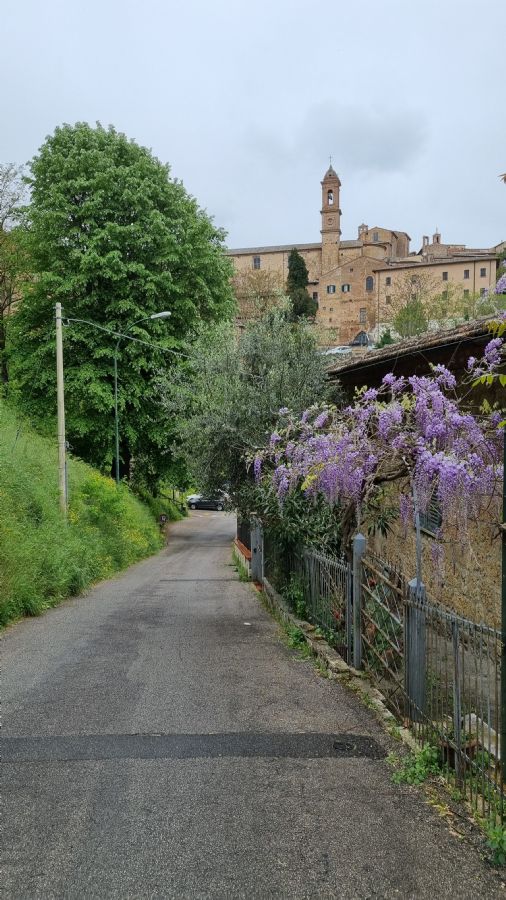 ויסטריה ליין, מונטפולצ'אנו